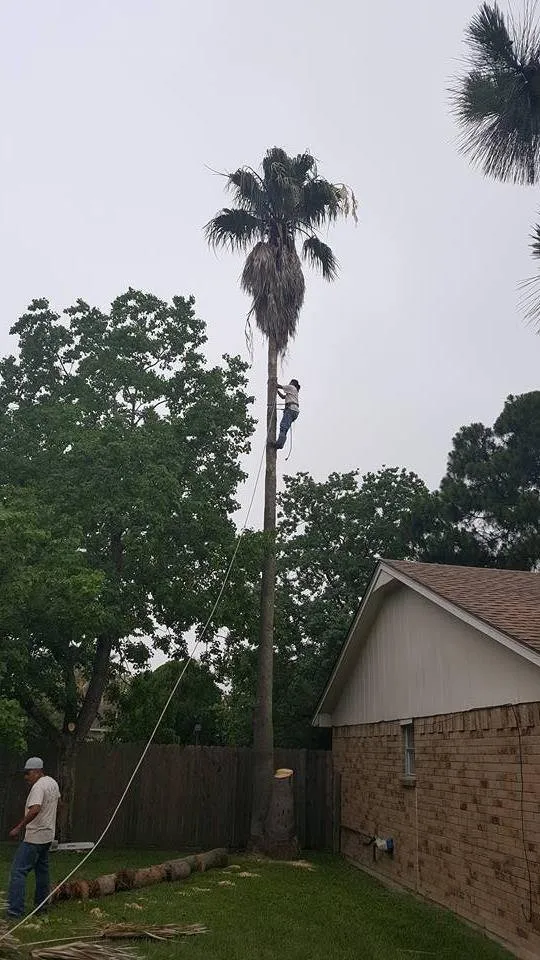 Trusted garden landscaping near you across Spring, TX - Sago's Landscaping