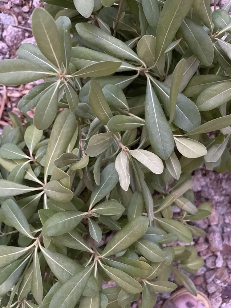 Professional yard cleanup service near you across Las Vegas, NV - Saguaro Landscapes