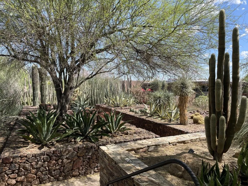 Affordable residential landscaping in Las Vegas, NV by Saguaro Landscapes