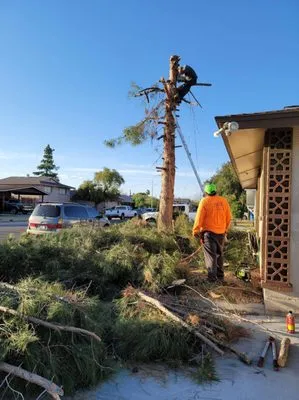 Saguaro Landscaping & Designs Logo