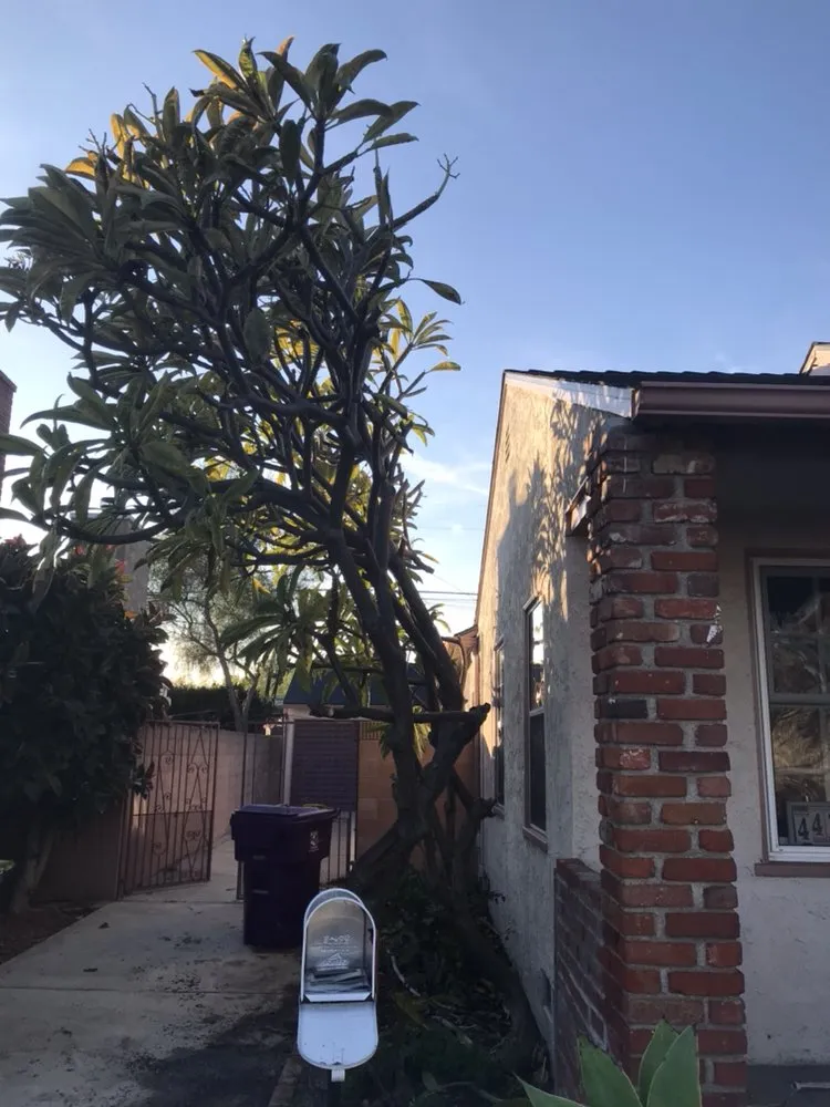 Custom outdoor landscaping in Long Beach, CA - Sahagun Landscaping and Tree