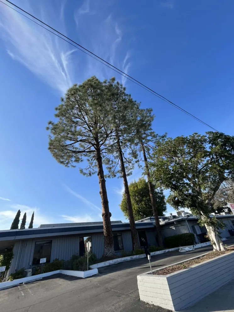 Trusted landscape design for year-round maintenance across Long Beach, CA - Sahagun Landscaping and Tree