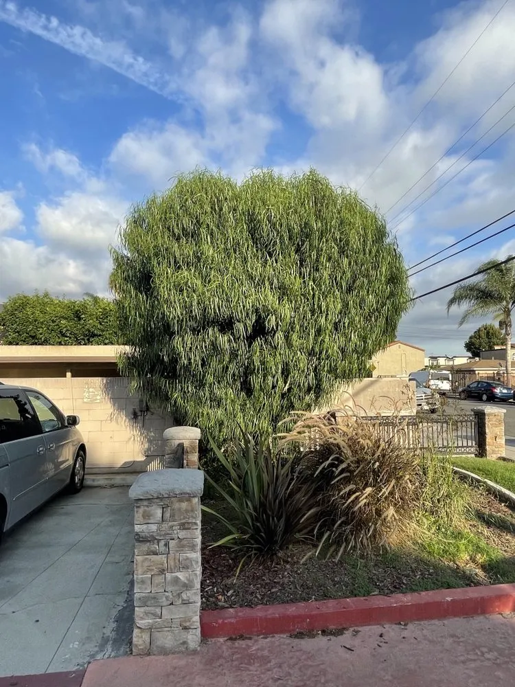 Top-rated residential landscaping experts serving Long Beach, CA - Sahagun Landscaping and Tree