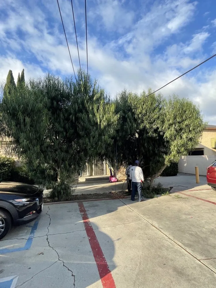 Affordable landscaping services for beautiful yards across Long Beach, CA - Sahagun Landscaping and Tree