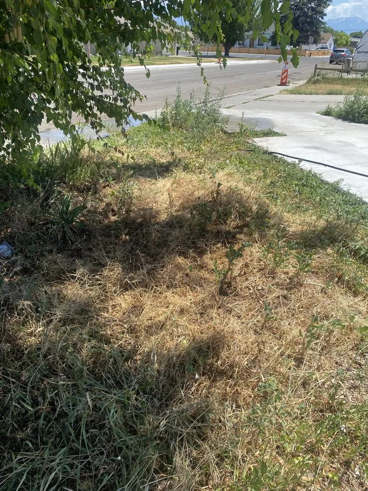 Affordable landscape design for year-round maintenance across Pleasant Grove, UT - Said Landscaping