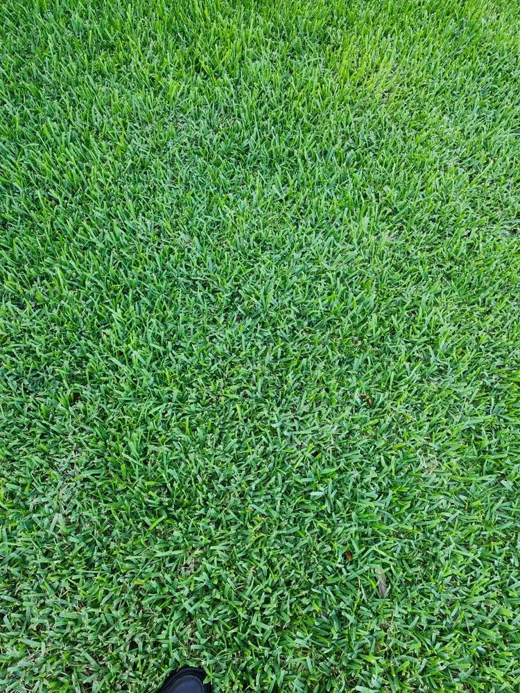 Affordable residential landscaping for outdoor upgrades in Tampa Bay, FL by Saint-Fleur Lawn Care and Landscaping