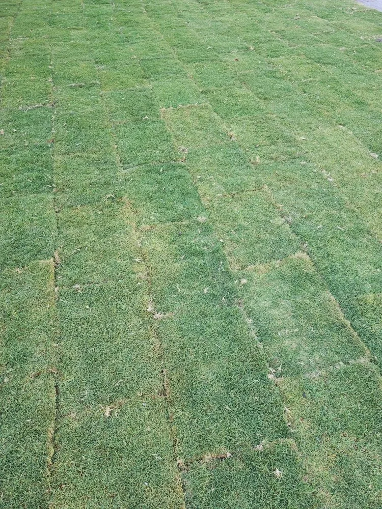 Trusted garden landscaping for outdoor upgrades across Tampa Bay, FL - Saint-Fleur Lawn Care and Landscaping