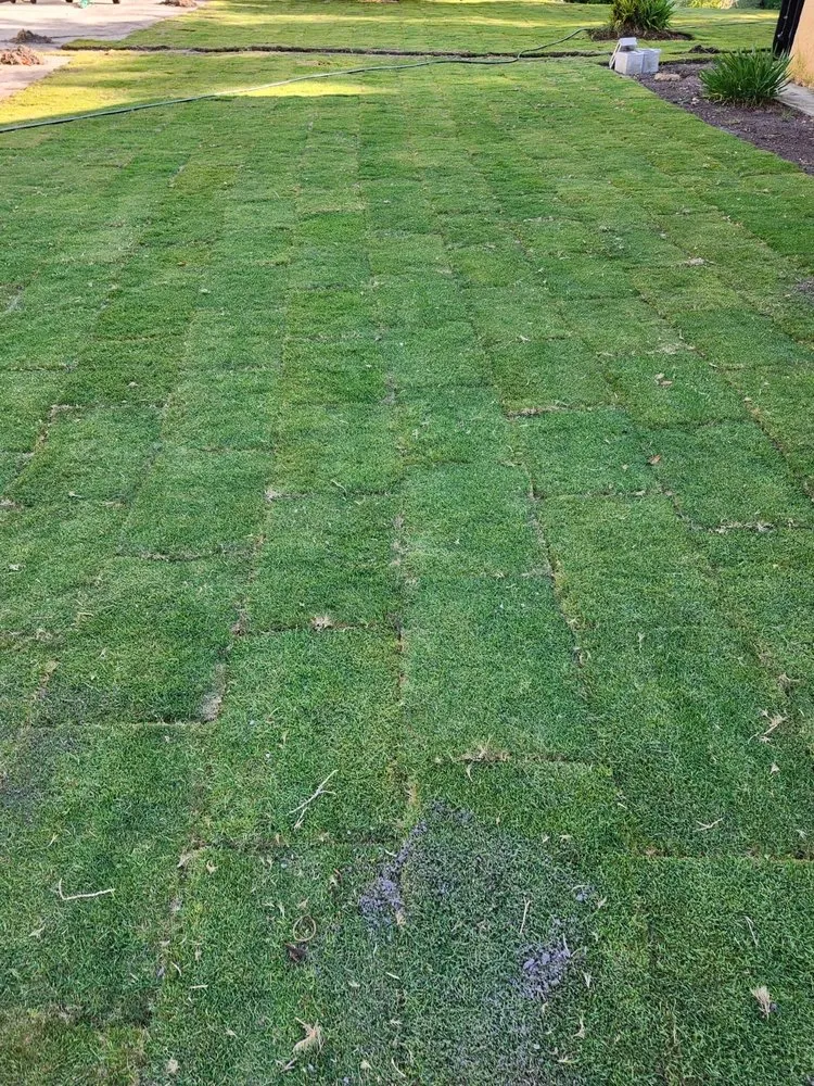 Affordable lawn mowing service experts serving Tampa Bay, FL - Saint-Fleur Lawn Care and Landscaping