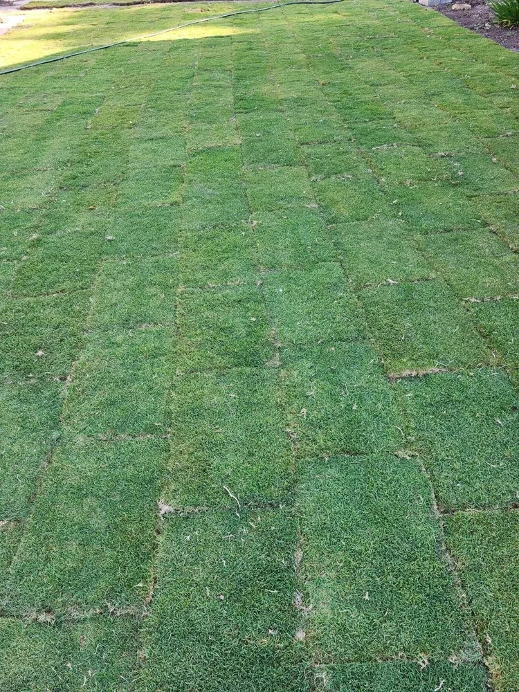 Local yard cleanup service in Tampa Bay, FL - Saint-Fleur Lawn Care and Landscaping