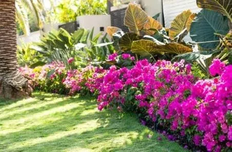 Reliable landscaping services in Bonita Springs, FL by Saint John Pro Services Irrigation