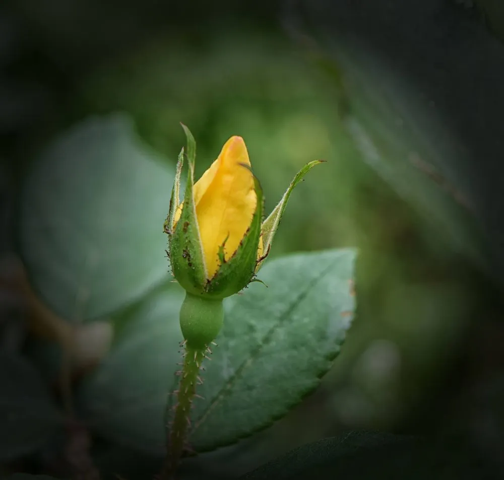 Reliable garden landscaping for outdoor upgrades across Cabot, AR - Saint's Creations Lawn Care & Small Engines