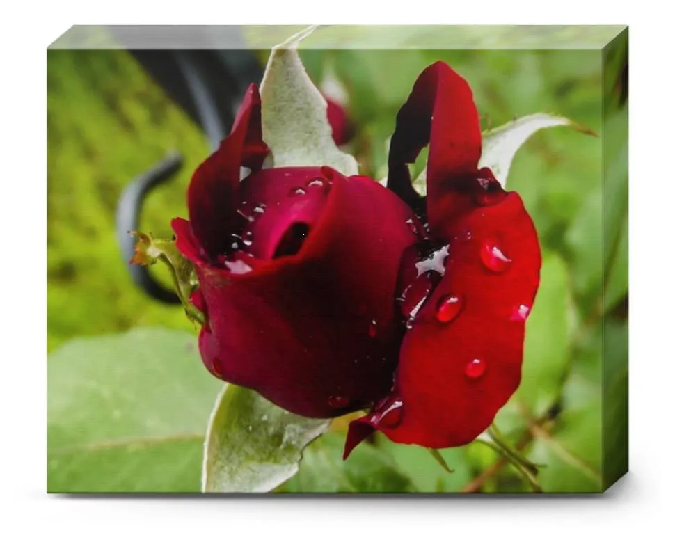 Top-rated yard cleanup service experts serving Cabot, AR - Saint's Creations Lawn Care & Small Engines