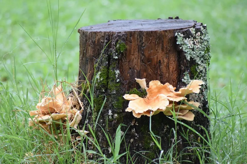 Custom landscape design in Cabot, AR - Saint's Creations Lawn Care & Small Engines