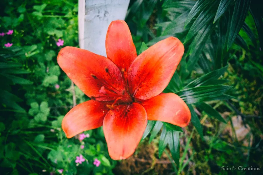 Reliable outdoor landscaping for year-round maintenance in Cabot, AR by Saint's Creations Lawn Care & Small Engines