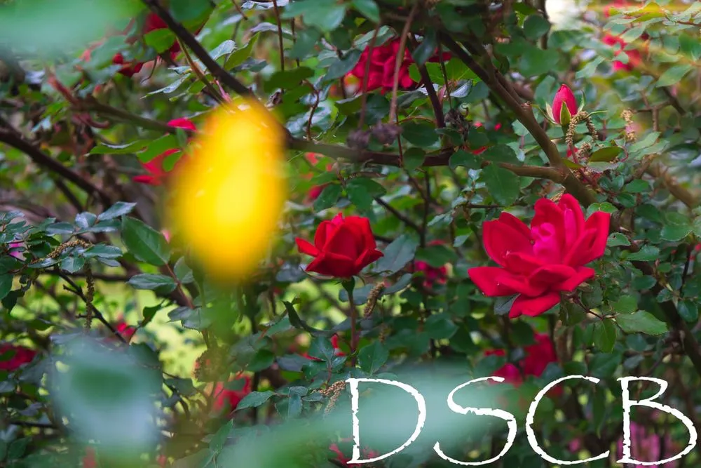 Affordable lawn mowing service in Cabot, AR by Saint's Creations Lawn Care & Small Engines