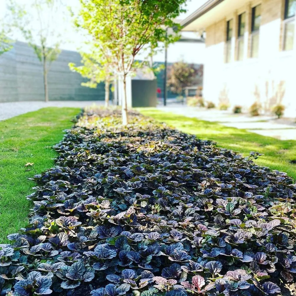 Custom lawn care service in Northlake, TX by SaintSational Landscape