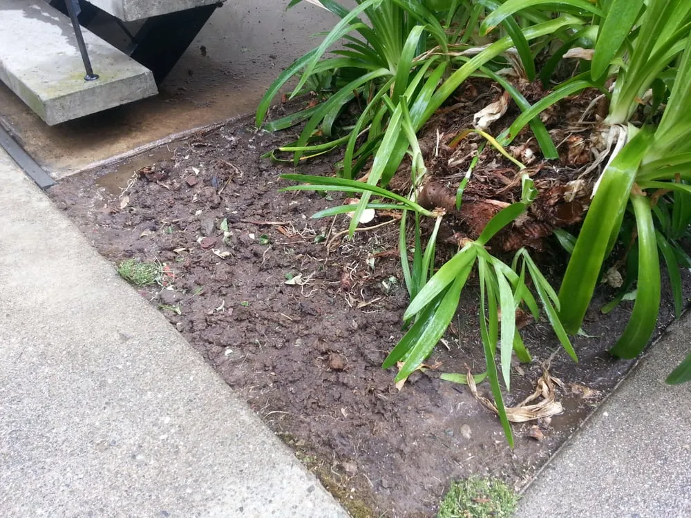 Custom lawn care service in Discovery Bay, CA by Saitta's Gardening & Landscape