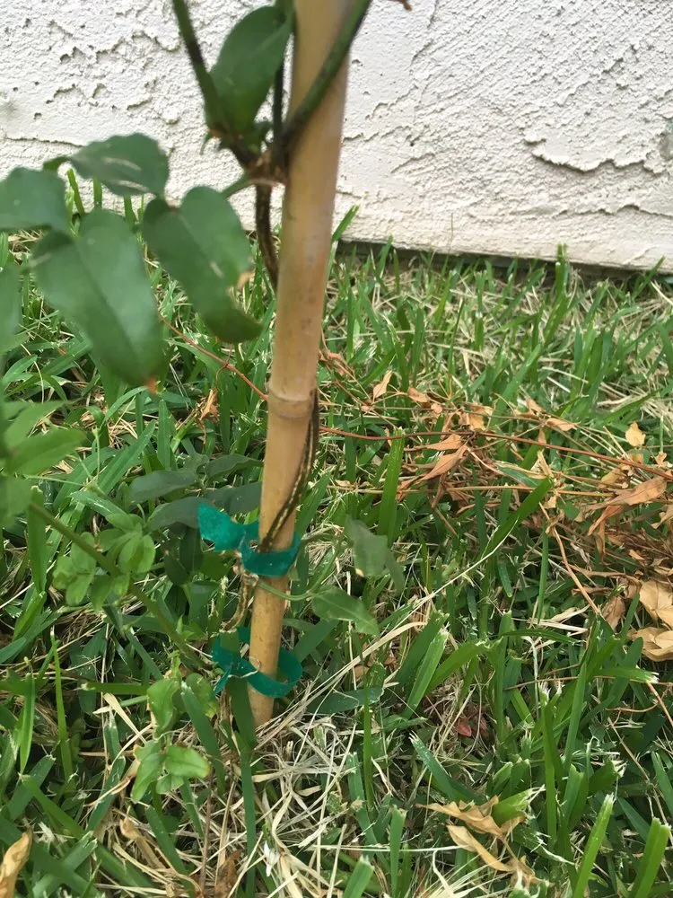 Professional landscape design near you in Moreno Valley, CA by Saiz Landscaping