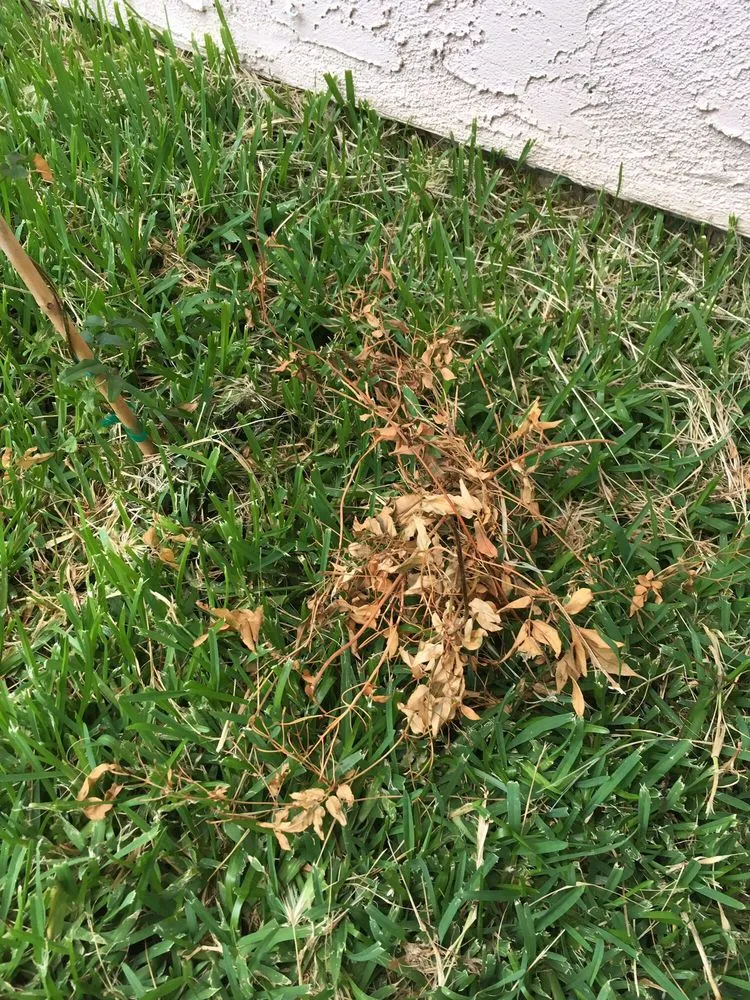 Professional landscape installation for beautiful yards in Moreno Valley, CA by Saiz Landscaping