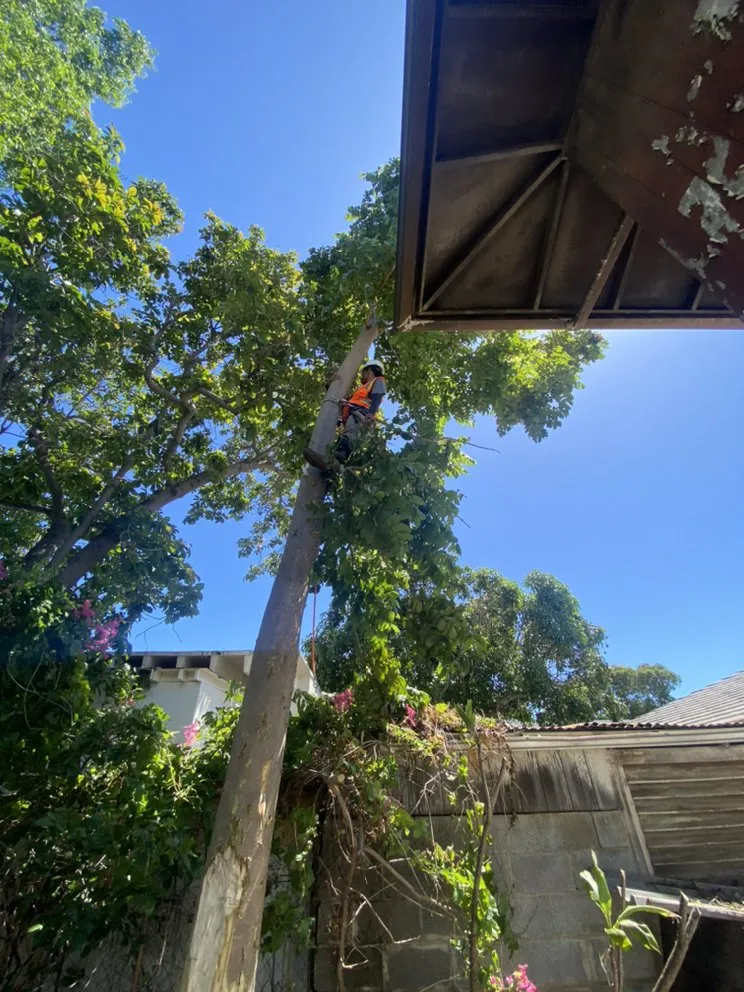 Professional garden landscaping in Honolulu, HI by Sakura Landscaping