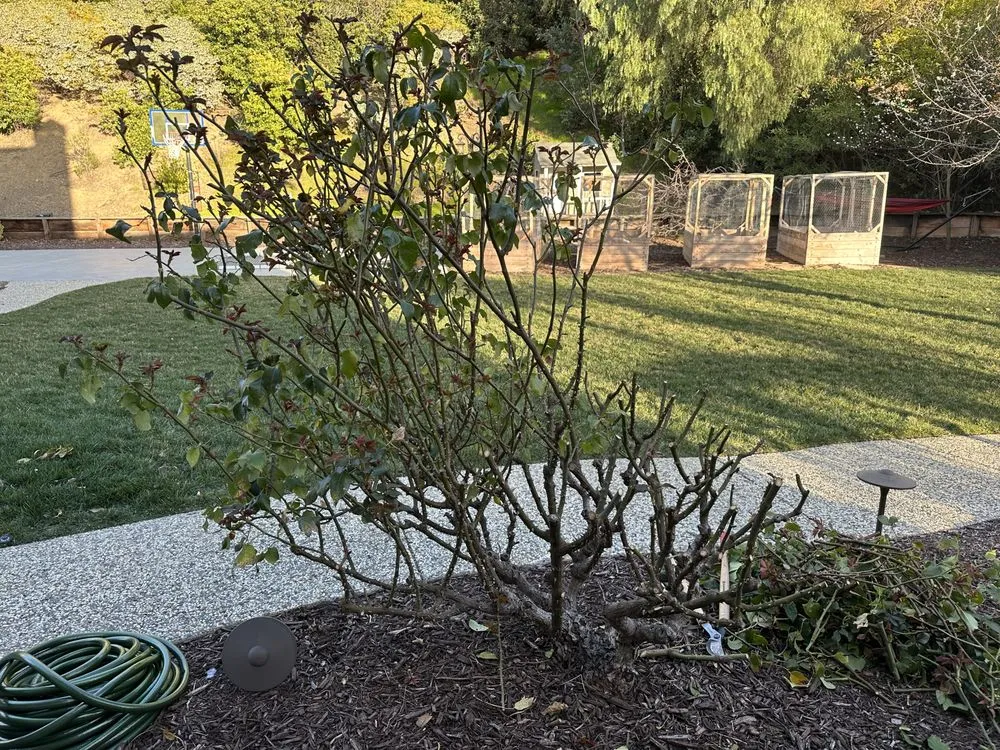 Custom landscape installation for beautiful yards in Concord, CA by Sal Gutierrez Gardening Service