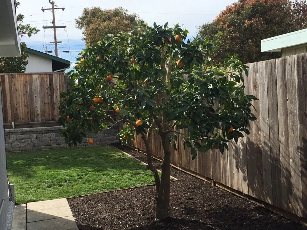 Professional landscaping services with custom design across Concord, CA - Sal Gutierrez Gardening Service