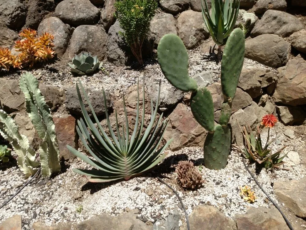 Professional lawn care service in Concord, CA by Sal Gutierrez Gardening Service