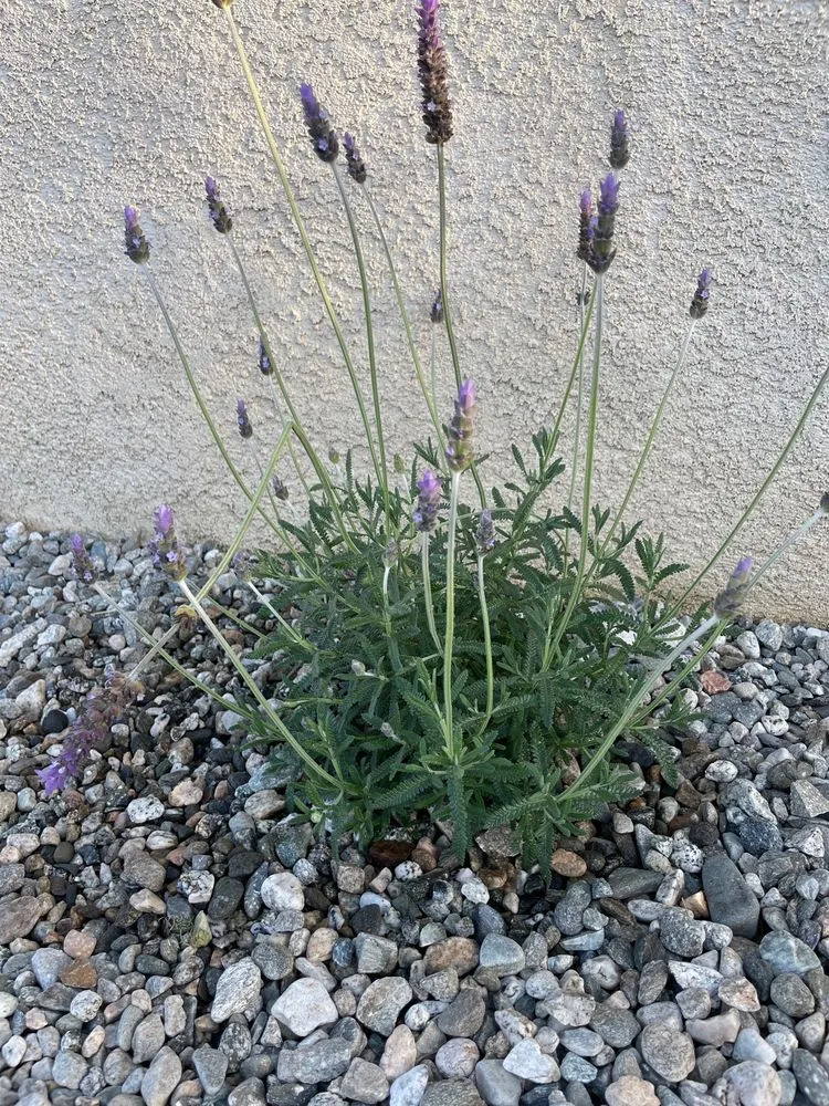 Professional residential landscaping for outdoor upgrades across Lawndale, CA - Sal Landscaping