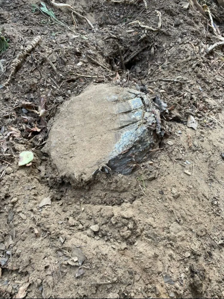 Professional yard maintenance near you in Lawndale, CA by Sal Landscaping