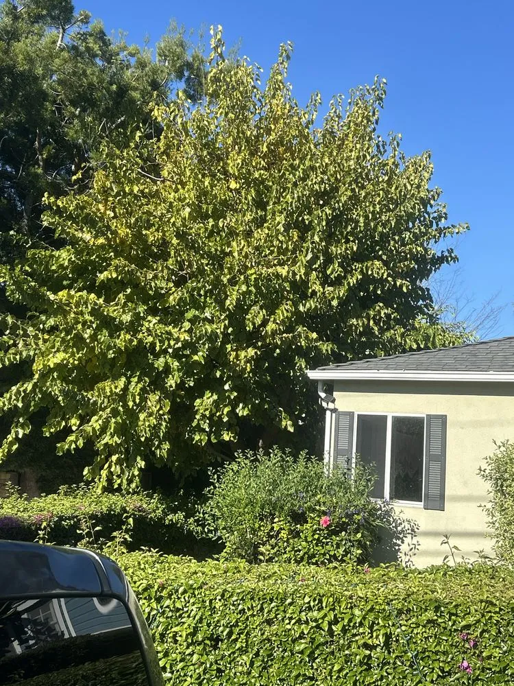 Top-rated lawn mowing service in Lawndale, CA - Sal Landscaping