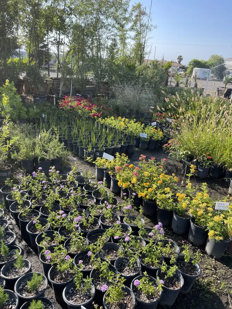 Custom yard cleanup service experts serving Chico, CA - Sal Rodriguez Landscapes