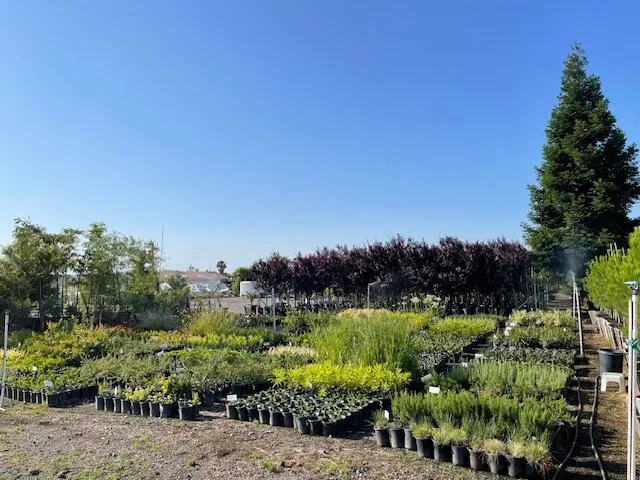 Custom outdoor landscaping for homes across Chico, CA - Sal Rodriguez Landscapes