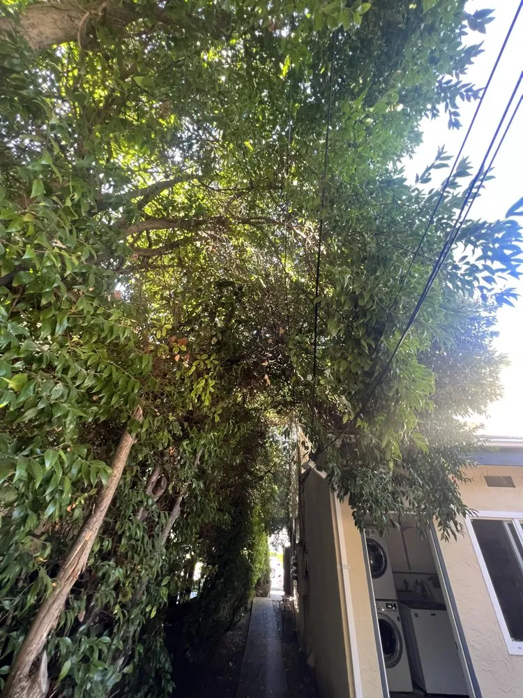 Custom lawn care service in Sunnyvale, CA by Salas Landscape