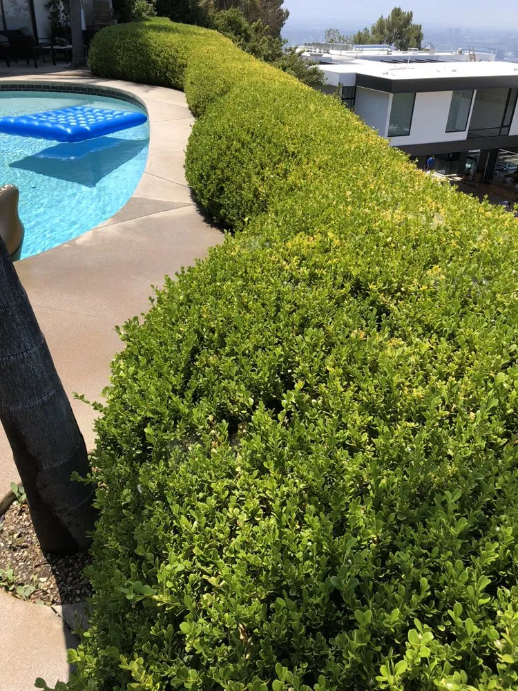 Expert landscaping services experts serving Inglewood, CA - Salas Landscaping