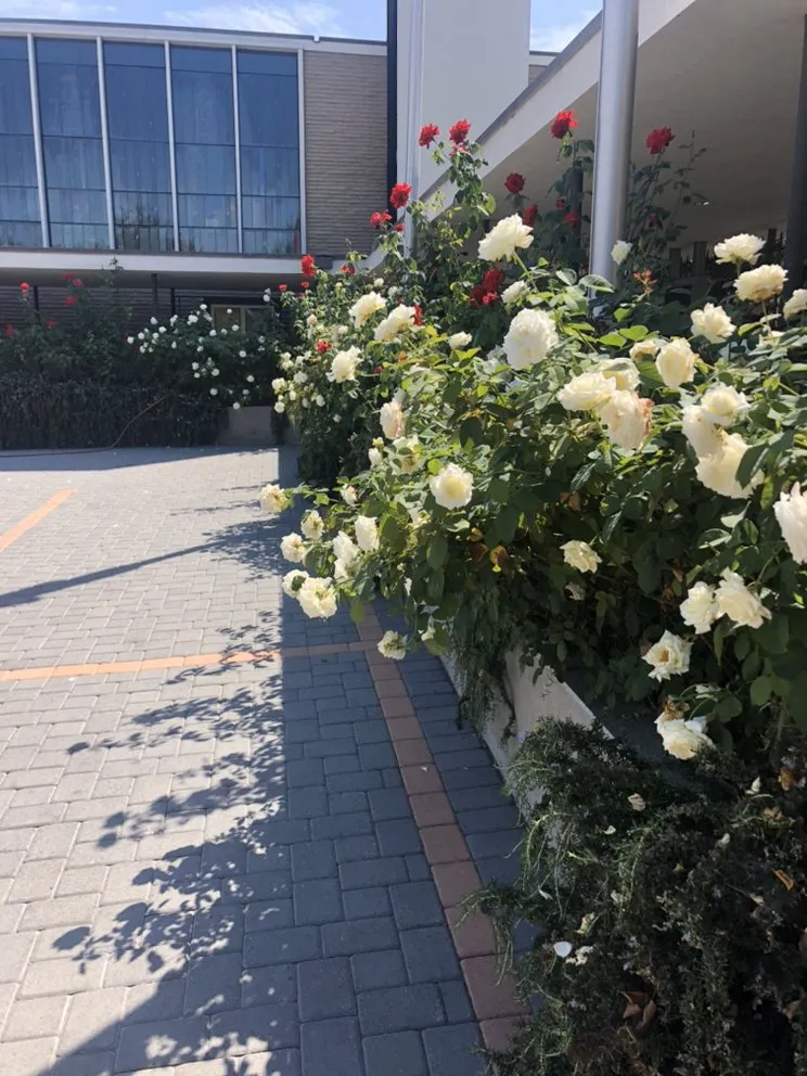 Reliable landscaping services in Inglewood, CA by Salas Landscaping