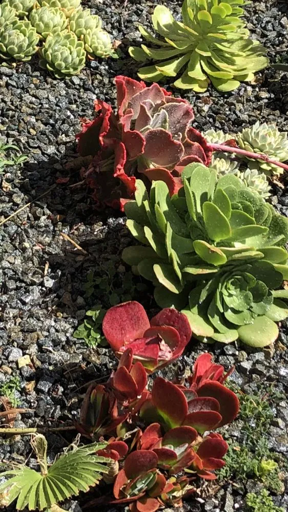 Affordable landscape design for beautiful yards across Inglewood, CA - Salas Landscaping