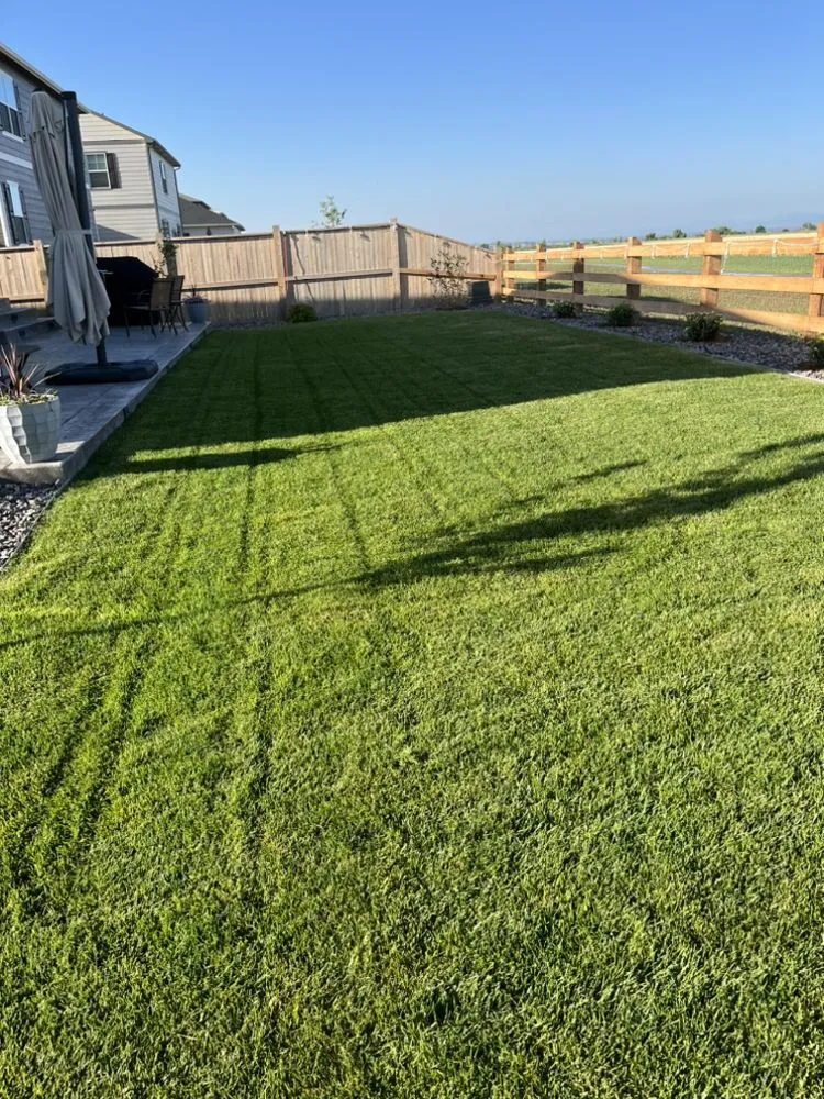 Affordable landscape design in Denver, CO by Salawns