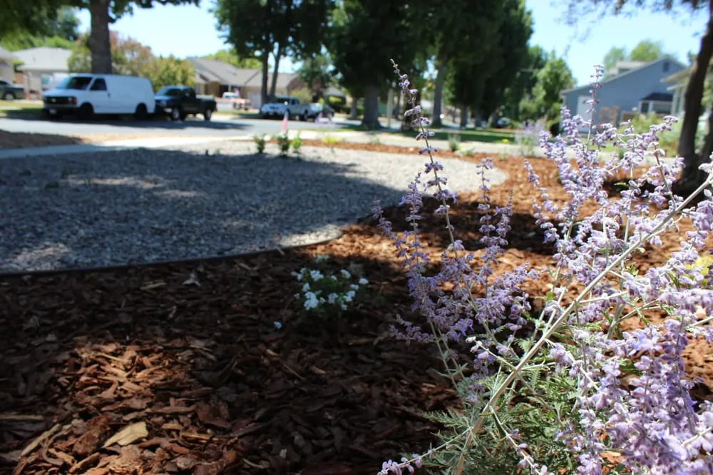 Professional landscaping services with custom design in Burbank, CA by Salazar Landscape