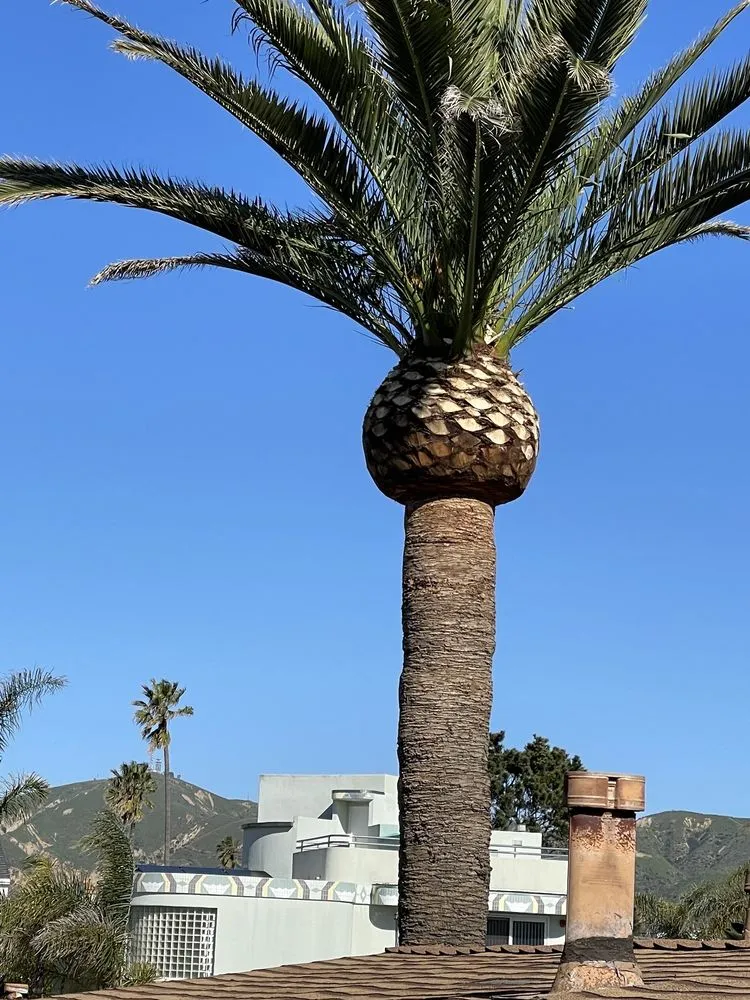 Expert landscape design in Ventura, CA by Salazar Landscaping