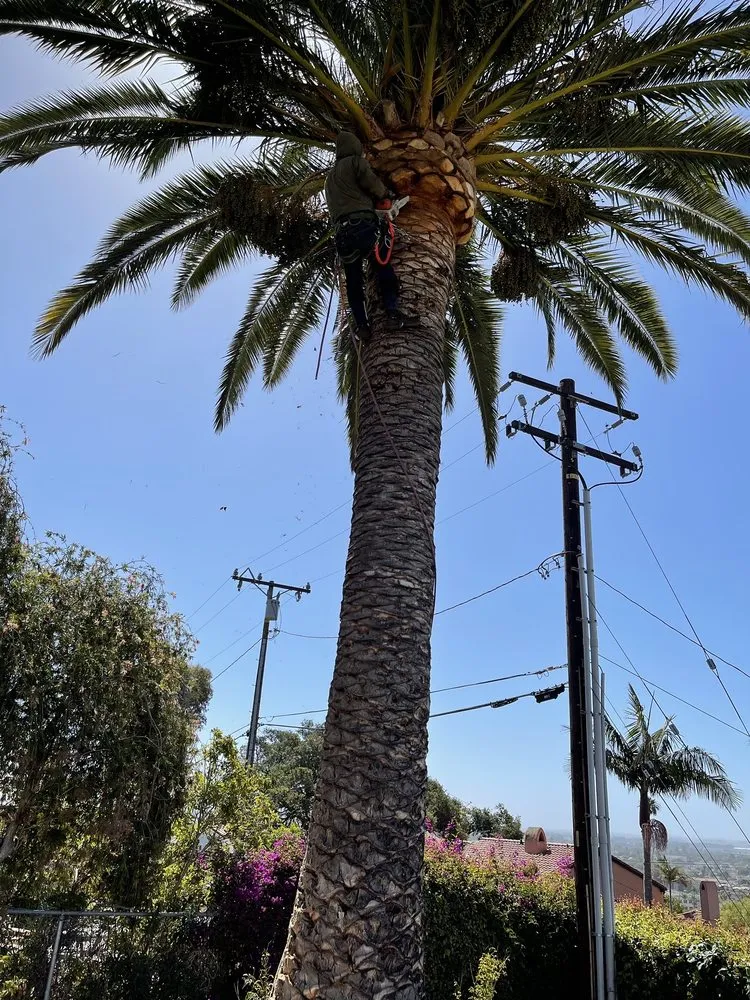 Local yard maintenance for beautiful yards across Ventura, CA - Salazar Landscaping