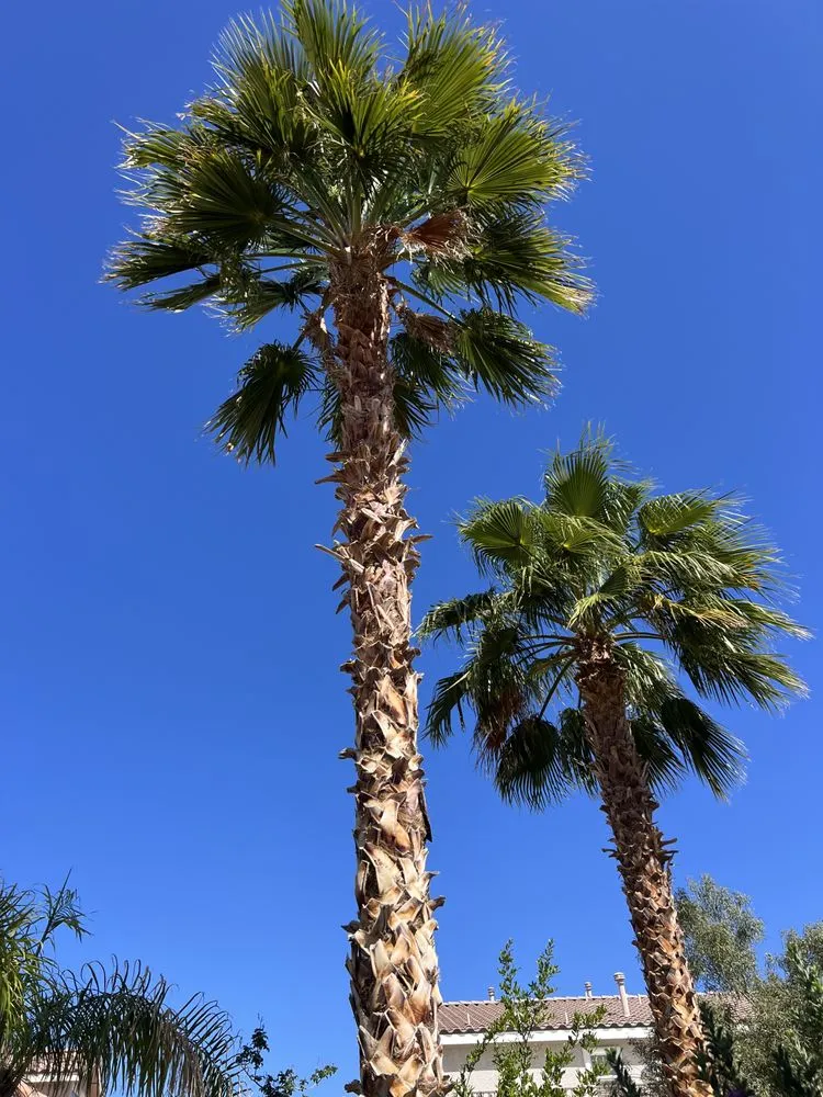 Custom residential landscaping experts serving North Las Vegas, NV - Salazar Lawn Maintenance