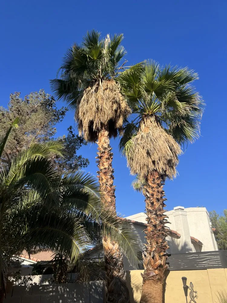 Trusted landscaping services experts serving North Las Vegas, NV - Salazar Lawn Maintenance