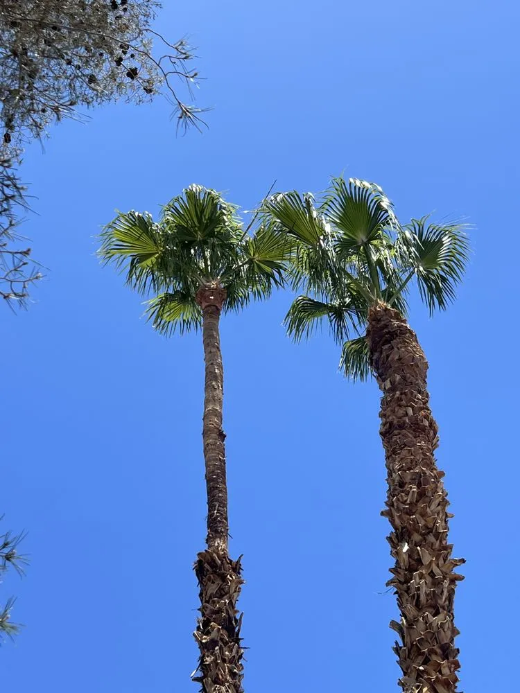 Reliable residential landscaping for residential properties across North Las Vegas, NV - Salazar Lawn Maintenance