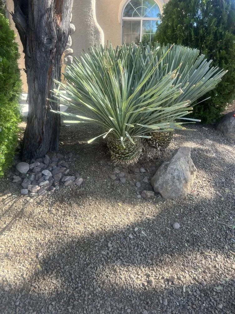 Local lawn care service in North Las Vegas, NV by Salazar Lawn Maintenance