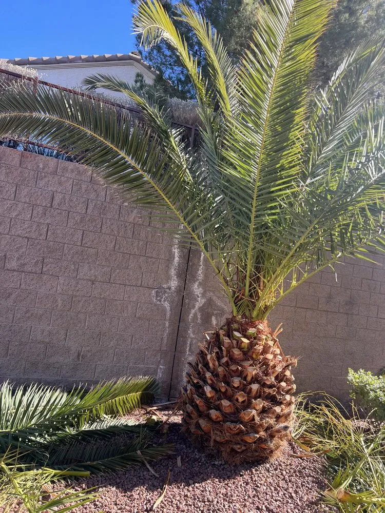 Local lawn care service in North Las Vegas, NV by Salazar Lawn Maintenance