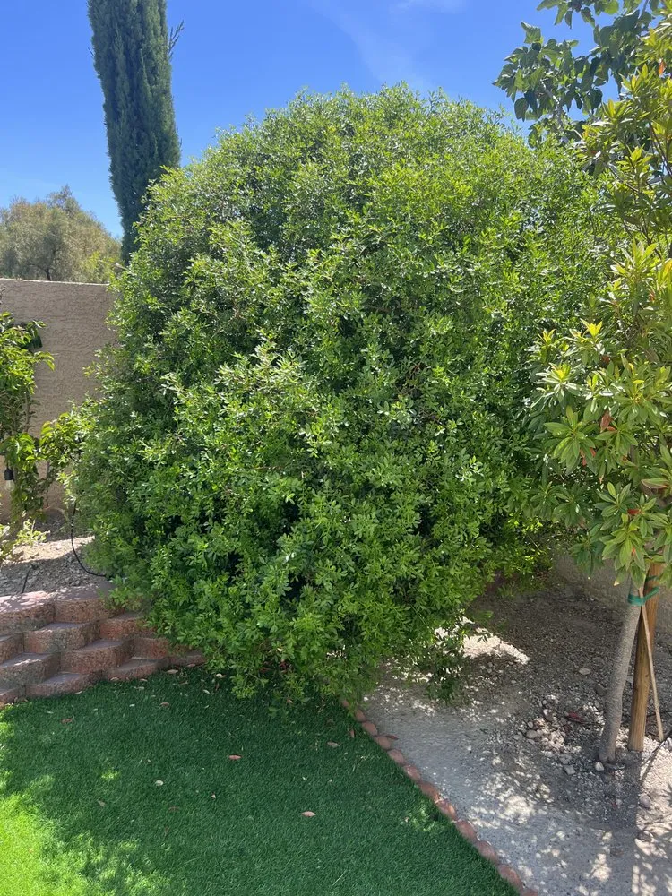 Local garden landscaping in North Las Vegas, NV by Salazar Lawn Maintenance