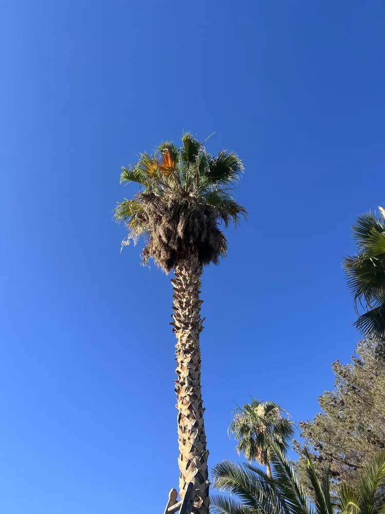 Custom landscaping services for year-round maintenance in North Las Vegas, NV by Salazar Lawn Maintenance