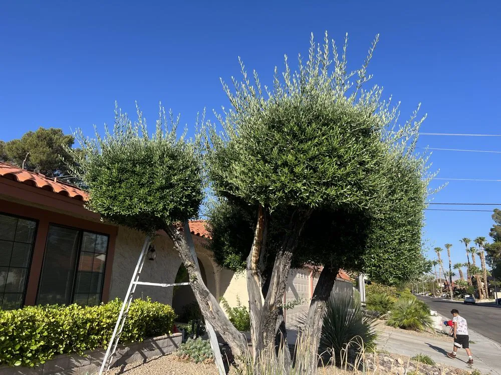 Local garden landscaping in North Las Vegas, NV by Salazar Lawn Maintenance