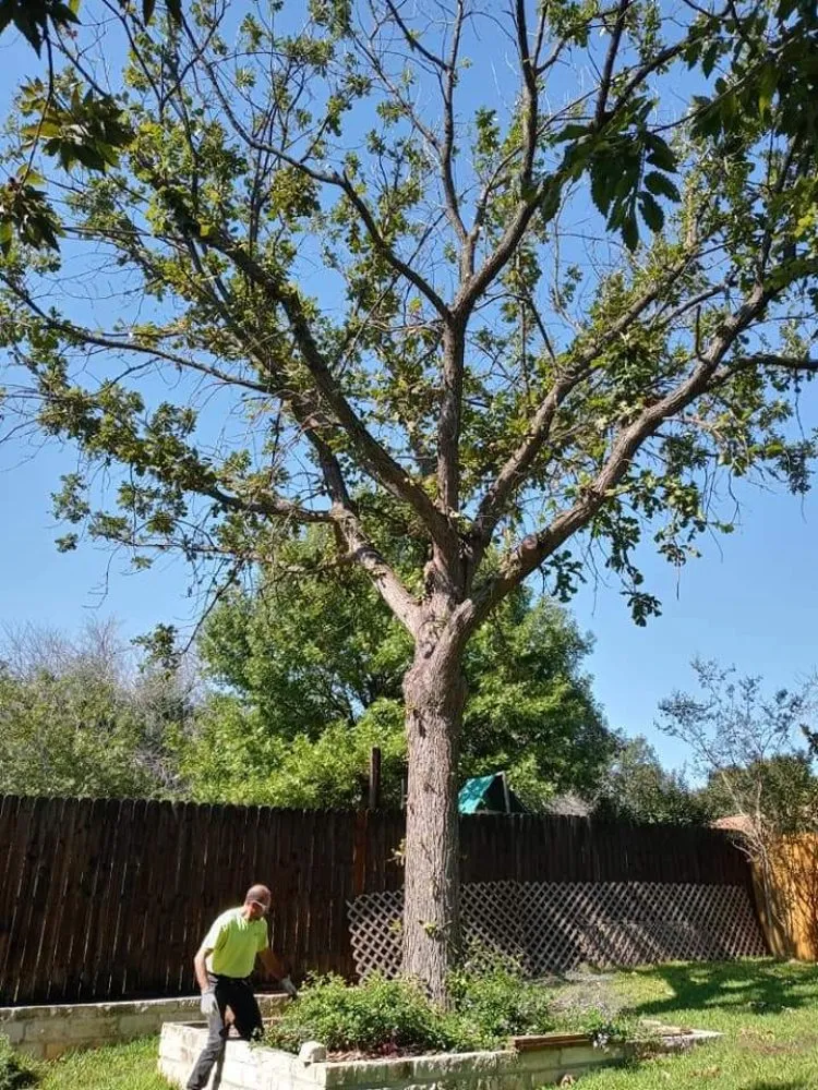 Top-rated landscape design in San Antonio, TX by Salazar Services