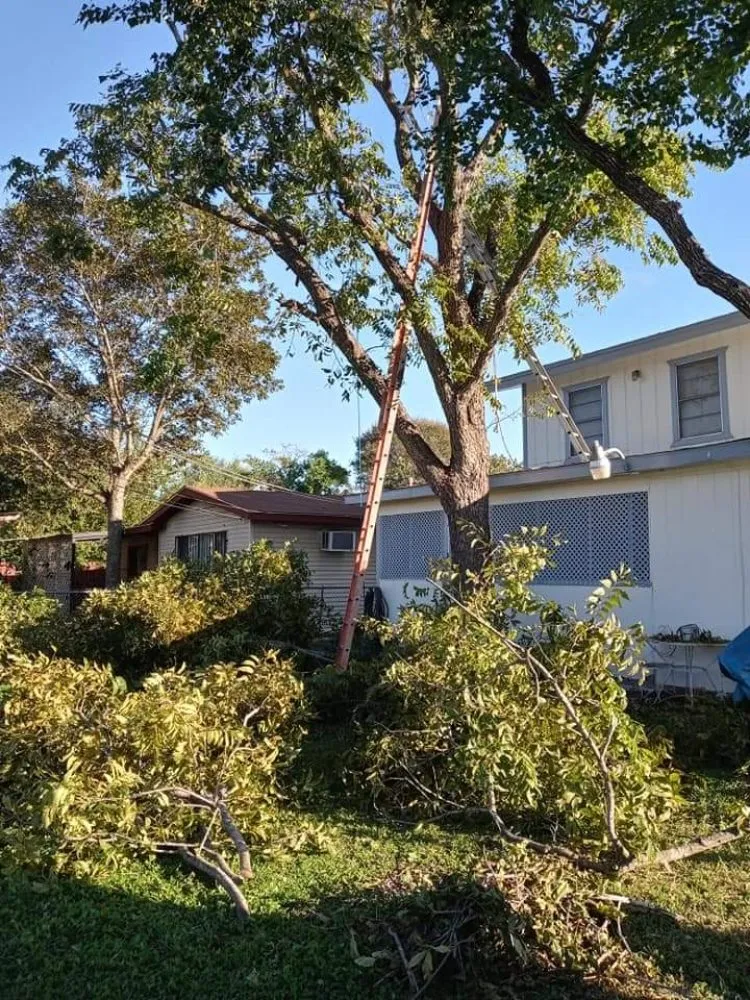 Local yard maintenance near you across San Antonio, TX - Salazar Services